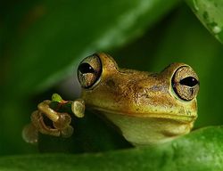 Паразиты лучше адаптируются к климатическим колебаниям, чем их хозяева