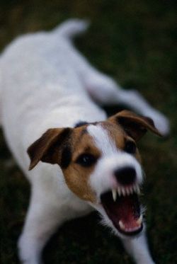 Как защититься от укусов собак