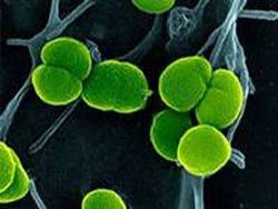 Доклад ВОЗ: гонорея распространяется по всему миру