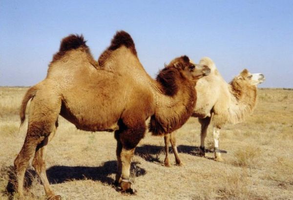 Коронавирус может передаваться от верблюдов к человеку