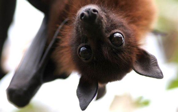 Создана вакцина, которая обеспечит защиту от смертельного вируса Nipah