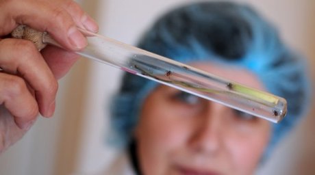 Более 30 алматинцев пострадали от укусов клещей