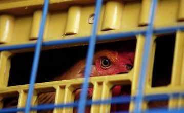 В Шанхай вновь пришел птичий грипп H7N9